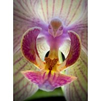 50 Stück Motte Orchidee | Phalaenopsis Blumensamen Pflanze Samen Bonsai Home Garden | Code 85 von GiftU4Studio