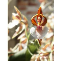 50 Stück Orchidee, Die Aussieht Wie Eine Ballerina Blumensamen Seltene | Code 55 von GiftU4Studio