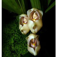 50 Stück Swaddled Babies | Anguloa Uniflora Blumensamen Pflanzensamen | Code 56 von GiftU4Studio