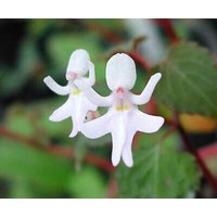 50 Stück Tanzende Mädchen | Impatiens Bequaertii Blumensamen Pflanzensamen Bonsai | Code 93 von GiftU4Studio