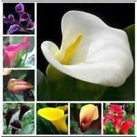 Calla Lilie Blumen 15 Stück Samen Zantedeschia Aethiopica Pflanzen Bonsai Garten | Code 103 von GiftU4Studio