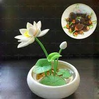 Heiß 5 Stk./Beutelschale Lotus Seerose Samen Seltene Wasserblume Perennial Bonsai | Code 97 von GiftU4Studio