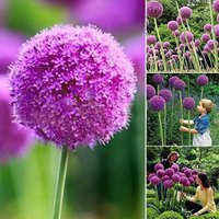 Lila Riesen Allium Giganteum Wunderschöne Blumensamen Gartenpflanze 50stk | Code 113 von GiftU4Studio