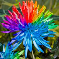 Regenbogen Chrysantheme Blumensamen Seltene Farbe Blumenpflanze 20 Stück | Code 112 von GiftU4Studio