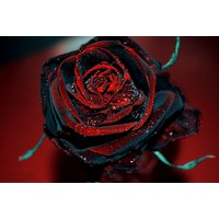 Usa-Seller Beautiful Black Red Rose Flower Seeds 50Pcs Blumensamen | Code 64 von GiftU4Studio