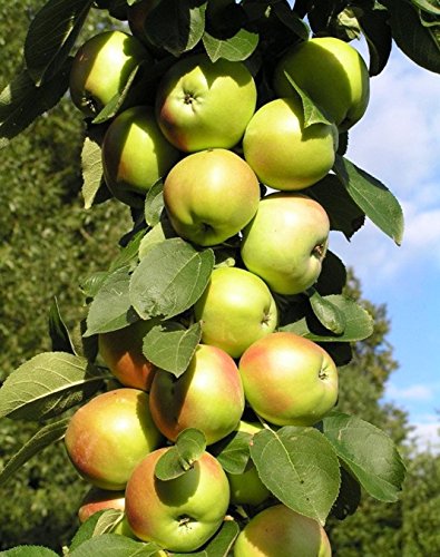 Säulenapfel „Nataluschka“, Apfelbaum ca.100/120 cm. im Container.Säulen Spätsommer Äpfel von Gimolost