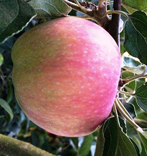 Säulenapfel Canada, Apfelbaum 4 jährig ca.160 cm. im Container.Säulen Spätsommer Äpfel von Gimolost