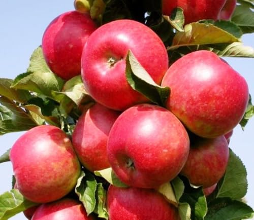 Säulenapfel Canada, Apfelbaum 4 jährig ca.160 cm. im Container.Säulen Spätsommer Äpfel von Gimolost