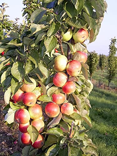 Säulenapfel Mango, Säulen Apfelbaum im Container. Säulenäpfel. Säulenapfel Mango, Säulen Apfelbaum im Container. Säulenäpfel. von Gimolost