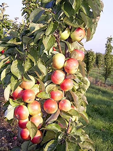 Säulenapfel Mango, Säulen Apfelbaum im Container. Säulenäpfel. von Gimolost