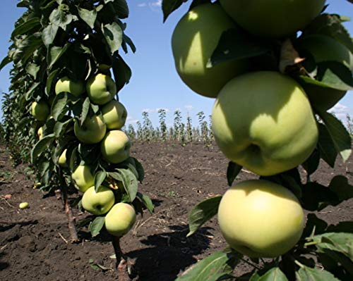 Säulenapfel President, Apfelbaum 3 jährig ca.100/120 cm. im Container.Säulen Spätsommer Äpfel von Gimolost