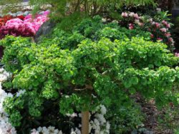 Fächerblattbaum 'Troll', 15-20 cm, Ginkgo biloba 'Troll', Containerware von Ginkgo biloba 'Troll'