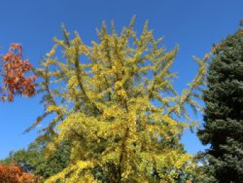 Fächerblattbaum / Ginkgobaum, 40-60 cm, Ginkgo biloba, Containerware von Ginkgo biloba