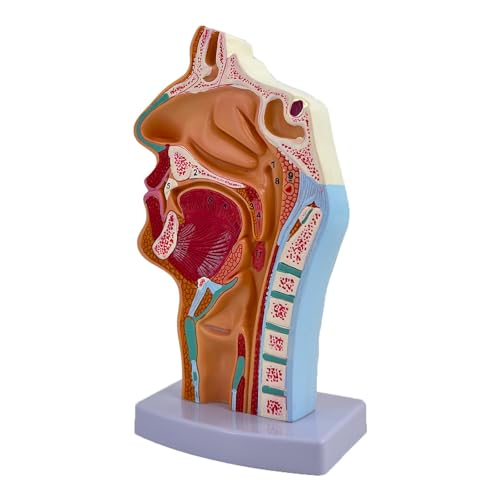 Gitohoni Nasenhöhle Rachen Anatomie Modell Menschlichen Anatomischen Pädagogisches Werkzeug Rachen Gitohoni Nasenhöhle Rachen Anatomie Modell Menschlichen Anatomischen Pädagogisches Werkzeug Rachen von Gitohoni