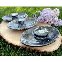 17, 5 cm Ammonit Orthoceras Fossil Oval Teller Teller Schüssel, Wahl, Spirituelle Geschenke 17, 5 cm Ammonit Orthoceras Fossil Oval Teller Teller Schüssel, Wahl, Spirituelle Geschenke von GivingEarthMinerals