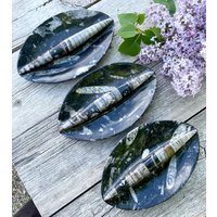 7, 5 "Orthoceras Fossil Oval Geteilte Platte Mit Griff, Schüsselschale, Wahl, Spirituelle Geschenke 7, 5 "Orthoceras Fossil Oval Geteilte Platte Mit Griff, Schüsselschale, Wahl, Spirituelle Geschenke von GivingEarthMinerals