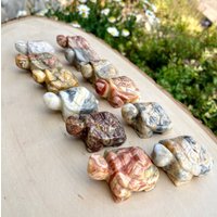 Crazy Lace Achat Schildkröte, Wahl, 2 ", Naturstein, Kristallschnitzerei, Spirituelle Geschenke, Geschnitzter Edelstein Crazy Lace Achat Schildkröte, Wahl, 2 ", Naturstein, Kristallschnitzerei, Spirituelle Geschenke, Geschnitzter Edelstein von GivingEarthMinerals