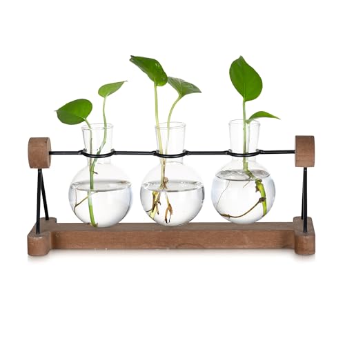 Glasseam Hydrokultur Vase Glas mit Holzständer, 3er Blumen Vasen Deko, Schöne Propagation Station, Kleine Vasen für Tischdeko, Blumenvase Modern Pflanzen Terrarium für Home Wohnzimmer Geburtstag von Glasseam