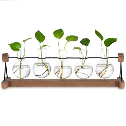 Glasseam Hydrokultur Vase Glas mit Holzständer, 5er Blumen Vasen Deko, Schöne Propagation Station, Kleine Vasen für Tischdeko, Blumenvase Modern Pflanzen Terrarium für Home Wohnzimmer Geburtstag Glasseam Hydrokultur Vase Glas mit Holzständer, 5er Blumen Vasen Deko, Schöne Propagation Station, Kleine Vasen für Tischdeko, Blumenvase Modern Pflanzen Terrarium für Home Wohnzimmer Geburtstag von Glasseam
