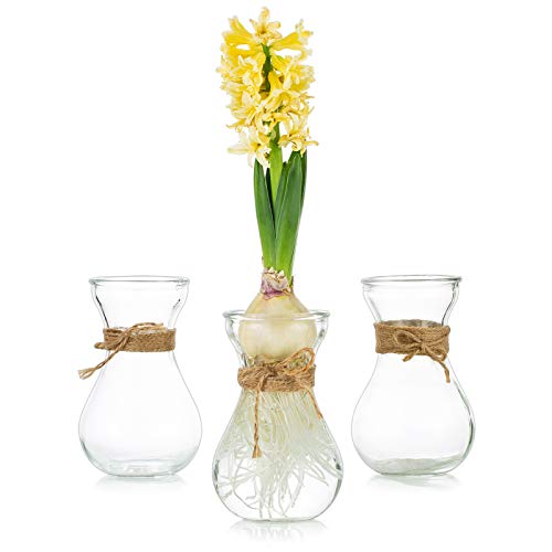 Glasseam Klare Glasvase für Blumen, Set mit 3 Zwiebeln, Vase zum Zwingen von Hyazinthen-Zwiebeln, kleine Vasen für Tafelaufsätze, Wohnzimmer, Hochzeitstischdekorationen von Glasseam