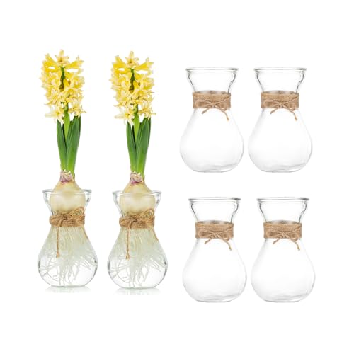 Glasseam Klare Glasvase für Blumen, Set von 6 Zwiebeln, Vase zum Einzwingen von Hyazinthe Zwiebeln, kleine Vasen für Tafelaufsätze, Wohnzimmer, Hochzeitstischdekorationen von Glasseam