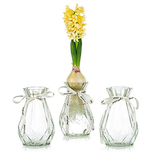 Klarglasvasen für Blumen mit Seidenseil, 3 Stück Moderne Hyazinthenvasen Bud Avocado Vase Edelwickenvase für Hydroponikpflanzen Narzissen Orchideen für Desktop-Tisch Innenfensterbank Dekor von Glasseam