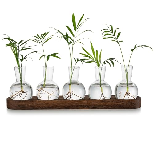 Glasseam Pflanzen Terrarium Glas Vasen, Propagation Station Glasvase Klein Blumenvasen Set, Hydrokultur Vase mit Hölzernen Tablett, Desktop Deko Vasen Glasterrarium Hydrovase für Wohnzimmer Büro Deko von Glasseam