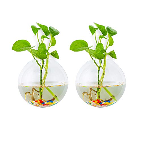 Wandbehang Glas Pflanzgefäße 2Stk. Sphärische Form Pflanzentöpfe Terrarium Behälter Vase mit 2,12 Unzen Bunte Steine ​​Indoor Outdoor für Hausgarten Büro Hochzeit von Glasseam