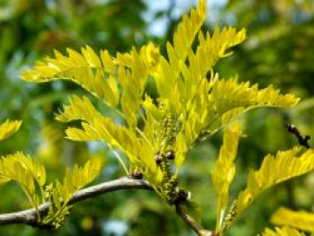 Amerikanische Gleditschie / Gold-Gleditschie 'Sunburst', 100-125 cm, Gleditsia triacanthos 'Sunburst', Containerware XXL von Gleditsia triacanthos 'Sunburst'