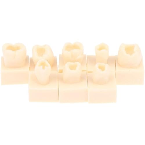 Glixoft 8 Teile/Satz Zahn Modell, Dental Posterior Student Training Test Modell Praxis Komposit Füllung Zähne Kiefer Zahnmedizin Ausrüstung von Glixoft
