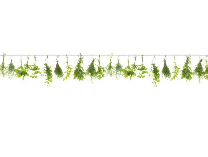 Küchenrückwand WandArt easy 120 x 58,5 cm, 3 mm, herbs line von Globus Baumarkt