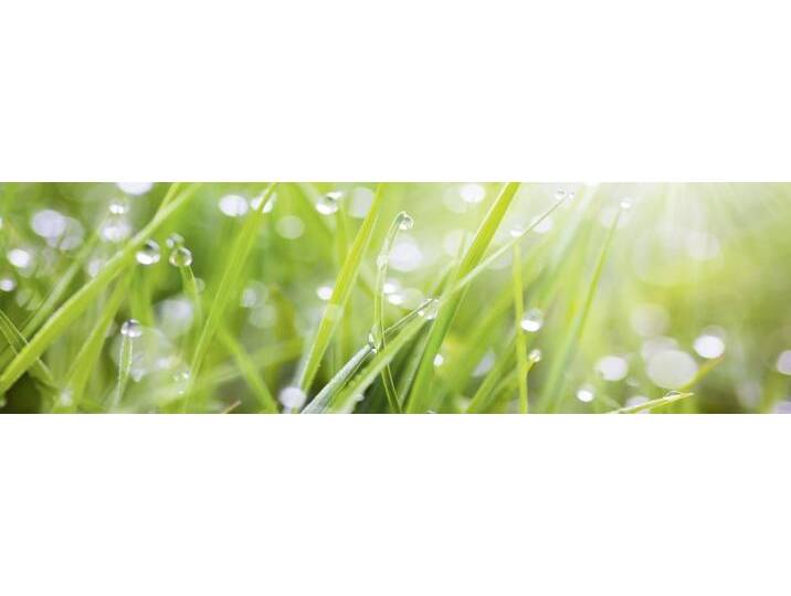 Küchenrückwand WandArt easy 200 x 58,5 cm, 3 mm, grass von Globus Baumarkt