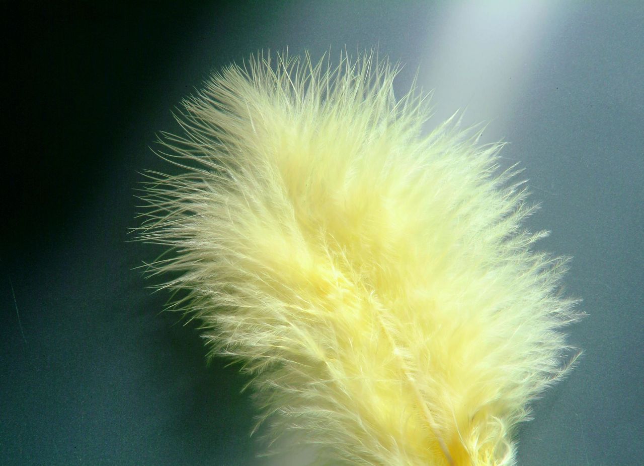 Glorex Marabufedern gelb ca. 15 Stück von Glorex
