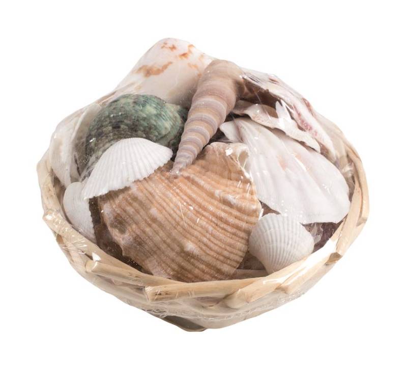 Glorex Muschelmix 10 cm 150 g von Glorex
