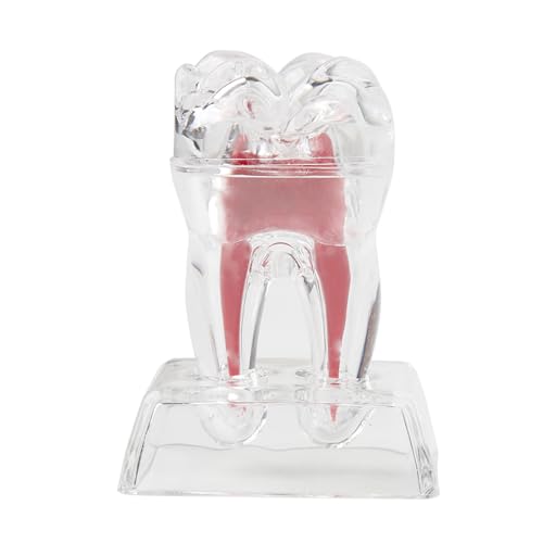 Mini Zahnmedizinisches Modell Herausnehmbarer transparenter Zahn Anatomisches Modell Abnehmbarer Einzelzahn Strukturzersetzung Backenzahnmodell Zahnmedizinische Demonstrationsmodelle Mini Zahnmedizinisches Modell Herausnehmbarer transparenter Zahn Anatomisches Modell Abnehmbarer Einzelzahn Strukturzersetzung Backenzahnmodell Zahnmedizinische Demonstrationsmodelle von Glowki