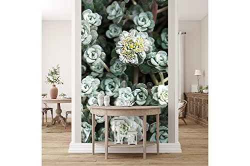 Glücksvilla - Fototapete, selbstklebend (120 x 250 cm (BxH) - div. Maße - Vlies-Tapete XXL moderne Wand-Deko - Garten-Fetthenne Cape Blanco - Natur Botanik Silberspatel Garten Fettblatt von Glücksvilla