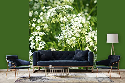 Glücksvilla - Fototapete, selbstklebend (240 x 250 cm (BxH) - div. Maße - Vlies-Tapete - moderne Wand-Deko - Wiesen-Kerbel im Frühling - Natur Botanik Garten Blume Blüte weiß grün Fotografie von Glücksvilla
