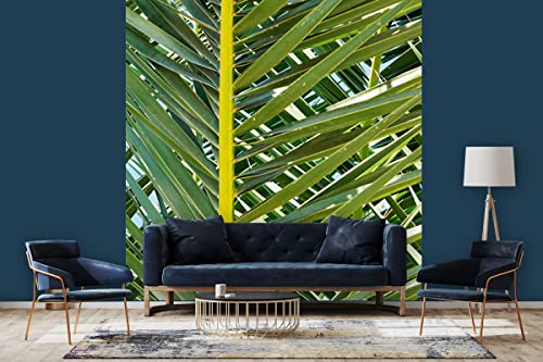 Glücksvilla - Fototapete, selbstklebend (240 x 250 cm BxH) - div. Maße - Vlies-Tapete XXL Wand-Deko - Palmenfächer 2 - mediterrane Fotografie Fächer-Palme Garten-Pflanze Natur x von Glücksvilla