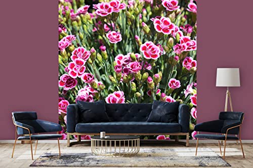 Glücksvilla - Fototapete, selbstklebend (240 x 250 cm BxH) - div. Maße - Vlies-Tapete - moderne Wand-Deko - Prinzess-Nelke pink Kisses - Fotografie Blumen Blüten Garten-Pflanzen Natur von Glücksvilla