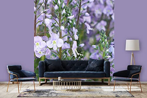 Glücksvilla - Fototapete, selbstklebend (240 x 300 cm (BxH) - div. Maße - Vlies-Tapete XXL moderne Wand-Deko - Enzian-Ehrenpreis Maihimmel - Blauer Enzian lila Blume Blüte Pflanze Garten von Glücksvilla