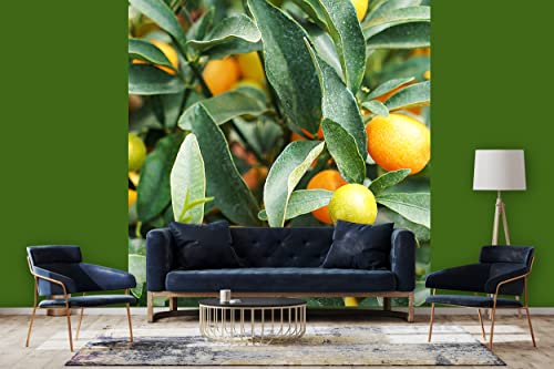 Glücksvilla - Fototapete, selbstklebend (240 x 300 cm (BxH) - div. Maße - Vlies-Tapete - moderne Wand-Deko - Kumquat Zwergorange 2 - Mini-Orange Citrus-Frucht Pflanze Garten Baum Fotografie von Glücksvilla
