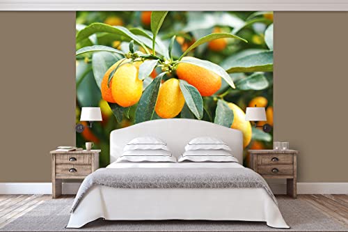 Glücksvilla - Fototapete, selbstklebend (240 x 300 cm (BxH) - div. Maße - Vlies-Tapete - moderne Wand-Deko - Kumquat Zwergorange - Mini-Orange Citrus-Frucht Pflanze Garten Baum Fotografie von Glücksvilla