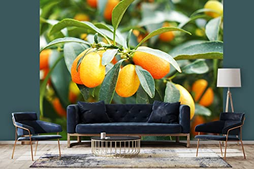 Glücksvilla - Fototapete, selbstklebend (360 x 250 cm (BxH) - div. Maße - Vlies-Tapete - moderne Wand-Deko - Kumquat Zwergorange - Mini-Orange Citrus-Frucht Pflanze Garten Baum Fotografie von Glücksvilla