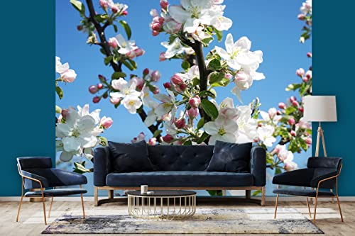 Glücksvilla - Fototapete, selbstklebend (360 x 300 cm (BxH) - div. Maße - Vlies-Tapete - Wand-Deko - Apfelblüten-Frühling 1 - Natur Botanik Apfel-Baum Garten Blume Blüte Fotografie x von Glücksvilla