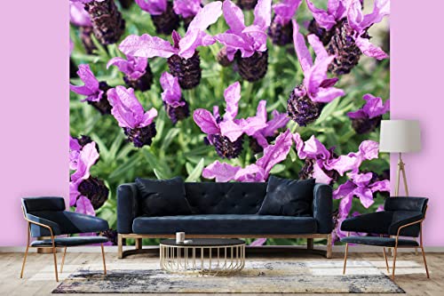 Glücksvilla - Fototapete, selbstklebend (360 x 300 cm (BxH) - div. Maße - Vlies-Tapete XXL moderne Wand-Deko - Lila Schopf-Lavendel Blüten - Natur Botanik Garten Pflanzen Blume Blüte Fotografie von Glücksvilla