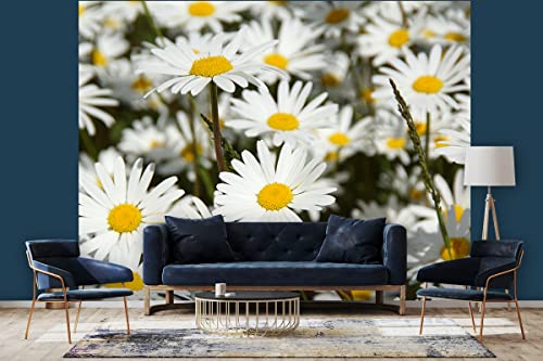 Glücksvilla - Fototapete, selbstklebend (360 x 300 cm (BxH) - div. Maße - Vlies-Tapete XXL moderne Wand-Deko - Margeriten Blüten-Traum 1 - Blume Blüte Wiese Botanik Pflanze Natur Fotografie von Glücksvilla
