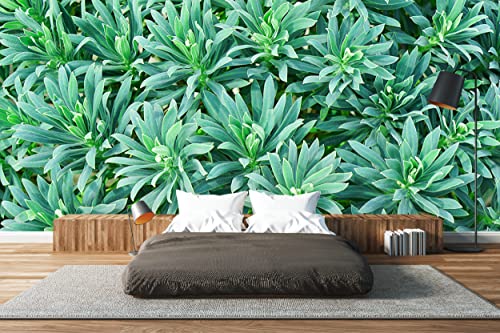 Glücksvilla - Fototapete, selbstklebend (480 x 250 cm (BxH) - div. Maße - Vlies-Tapete XXL Wand-Deko - Mittelmeer Wolfsmilch - Euphorbia characias Blume Blüte Pflanze Garten Fotografie x von Glücksvilla
