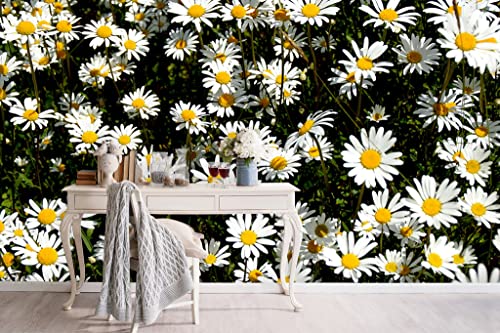 Glücksvilla - Fototapete, selbstklebend (480 x 250 cm (BxH) - div. Maße - Vlies-Tapete XXL moderne Wand-Deko - Margeriten Blüten-Traum 3 - Blume Blüte Wiese Botanik Pflanze Natur Fotografie von Glücksvilla