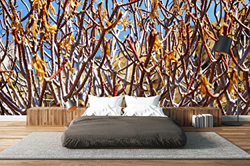 Glücksvilla - Fototapete, selbstklebend (480 x 250 cm BxH) - div. Maße - Vlies-Tapete - Wand-Deko - Mediterrane Macchia 1 - Fotografie Garten-Pflanzen Busch Sträucher Natur x von Glücksvilla