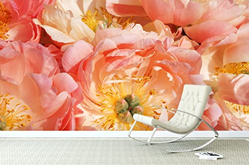 Glücksvilla - Fototapete, selbstklebend (480 x 300 cm (BxH) - div. Maße - Vlies-Tapete - Wand-Deko - Rosa Pfingstrosen-Blüte - Paeonia lactiflora Blume Blüte Pflanze Garten Fotografie x von Glücksvilla